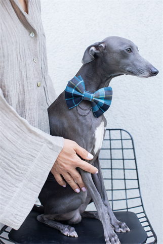 BCBC Pawty Dog Bow-Tie Mavi 