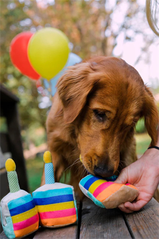 Play San Francisco Bone-appetit Cake Köpek Oyuncağı