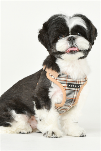 Lucas Harness C Köpek Göğüs Tasması Bej 