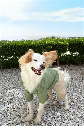 Ziggydog yeşil gömlekli krem pantolonlu tulum