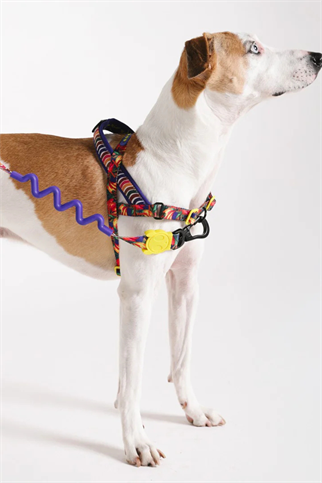 Zee.Dog Samba Softer Walk Köpek Göğüs Tasması - FARM Rio