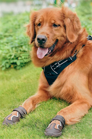 Truelove Köpek Ayakkabısı Kahverengi