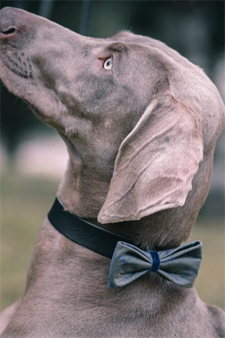 Blue Satin Bow Tie Deers