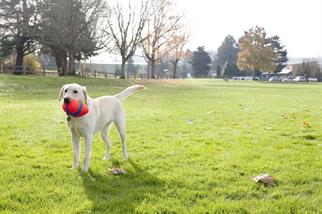 Chuckit! Fumble Fetch Köpek Oyun Topu