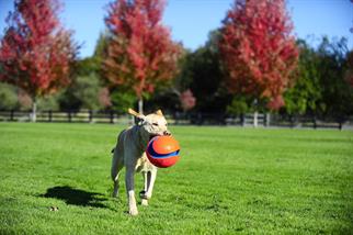 Chuckit! Kick Fetch (Büyük Boy)