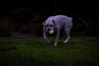 Chuckit! Max Glow Air Fetch Gece Parlayan Köpek Oyun Topu (Orta Boy)