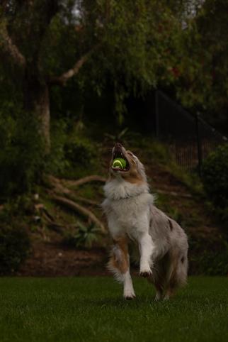 Chuckit! Max Glow Ultra Squeaker Gece Parlayan Sesli Köpek Oyun Topu