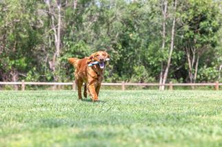 Chuckit! Sniff Fetch Stick Kokulu Köpek Oyuncağı (Jambon Aromalı)