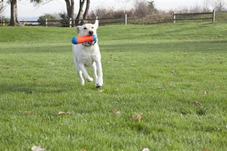 Chuckit! Tumble Bumper Suda Batmayan Köpek Oyuncağı (Orta Boy)