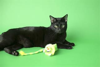 Fat Cat Tailchaser Kedi Otlu Kuyruklu Peluş Kedi Oyuncağı