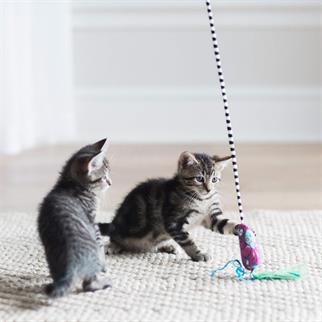 Fat Cat Worm Kedi Oltası