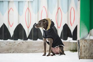 GF PET Urban Parka Köpek Montu - Siyah