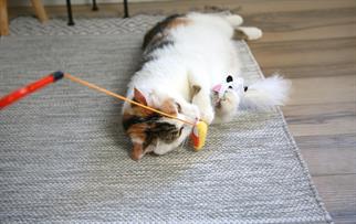 Mad Cat Hiss and Haunt Kedi Otlu ve Matatabili Oyuncaklı Kedi Oltası