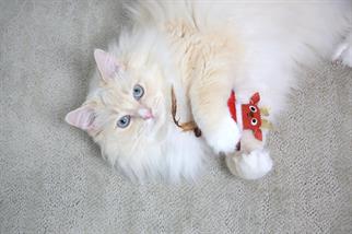Mad Cat Reindeer Matatabili Kedi Oyuncağı