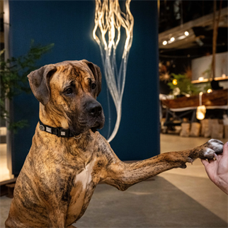 Matrix 2.0 Akıllı Künyeli Köpek Boyun Tasması - Siyah (XS)