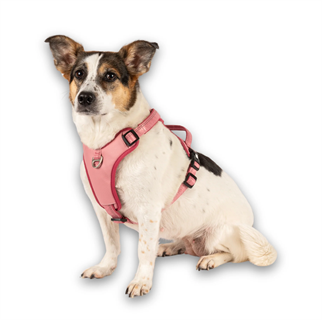 Matrix 2.0 Akıllı Künyeli Sport Köpek Göğüs Tasması - Rose (S)