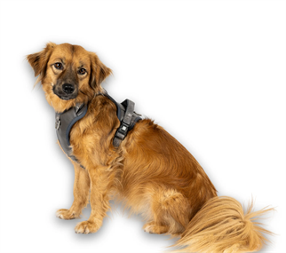 Matrix 2.0 Akıllı Künyeli Sport Köpek Göğüs Tasması - Stone (S)