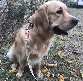 Max & Molly Ethnic Köpek Gezdirme Kayışı