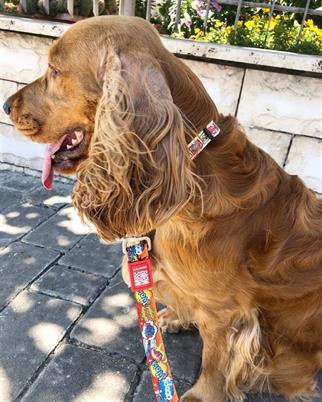 Max & Molly Heroes Smart ID Köpek Boyun Tasması