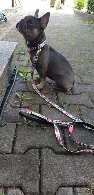 Max & Molly Missy Pop Köpek Gezdirme Kayışı
