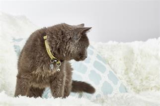 Max & Molly Monkey Maniac Smart ID Kedi Boyun Tasması