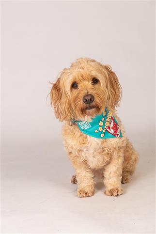 Max & Molly Popcorn Bandana