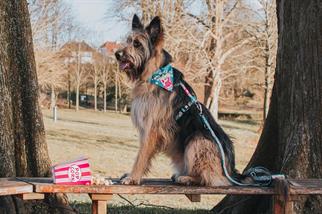 Max & Molly Popcorn Köpek Göğüs Tasması