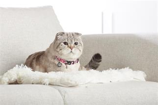 Max & Molly Strawberry Dream Smart ID Kedi Boyun Tasması