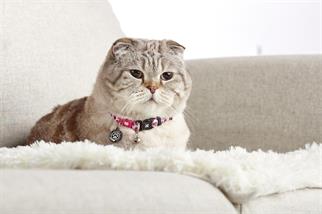 Max & Molly Strawberry Dream Smart ID Kedi Boyun Tasması