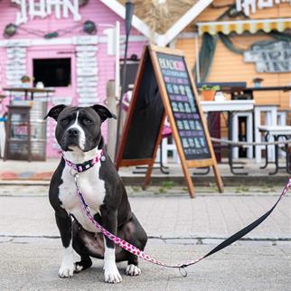 Max & Molly Strawberry Dream Smart ID Köpek Boyun Tasması