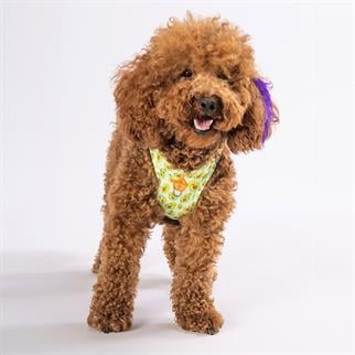PawStar Airmesh Avocado Chest Collar