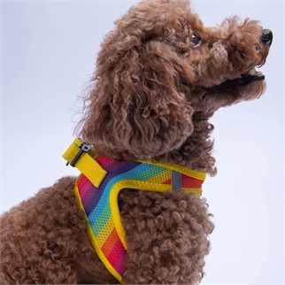 PawStar  Airmesh Rainbow Göğüs Tasması