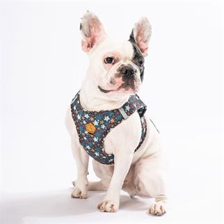 PawStar  Airmesh Stallae Göğüs Tasması