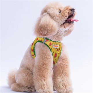 PawStar  Airmesh Watermelon Göğüs Tasması