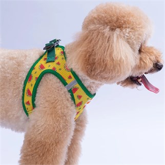 PawStar  Airmesh Watermelon Göğüs Tasması