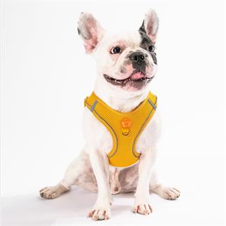 PawStar Gold Airmesh Dog Chest Collar