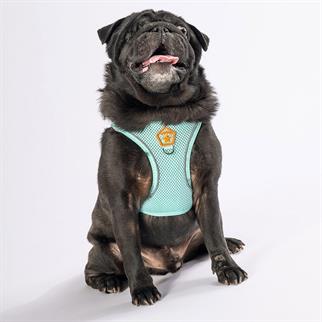 PawStar Mint Airmesh Dog Harness
