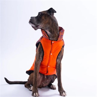 PawStar 25151 Turuncu Elgin Paws Büyük Irk Yelek