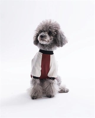 PawStar 26714 - Kahverengi Baby Teddy Sweat