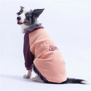 PawStar 26784 Somon Boston Pawstar Büyük Irk Sweat