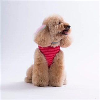PawStar 26818 Daisy EmbroLine Tişört