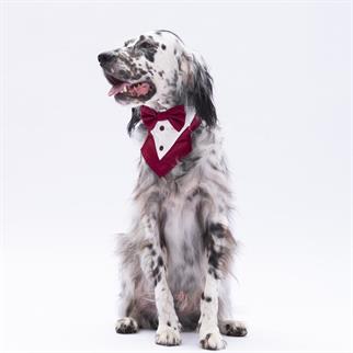 PawStar Bordo Smokin Fular
