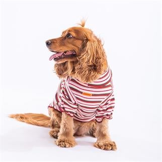 PawStar Fragola Small and Medium Breed Sweat