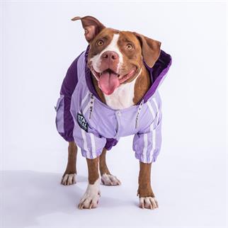 PawStar Lila Mor BiColar  Büyük Irk Yağmurluk