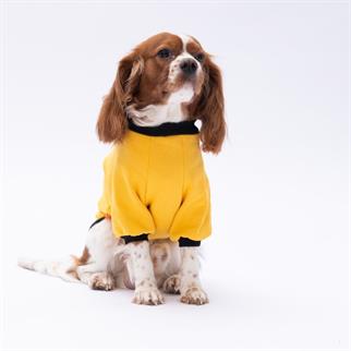 PawStar Sarı Loviisa Sweat Küçük ve Orta Irk