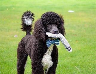 Pet Qwerks Hışırtılı Gazete Sesli Köpek Oyuncağı