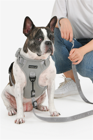 Jarek Harness H tipi Köpek Göğüs Tasması Gri 