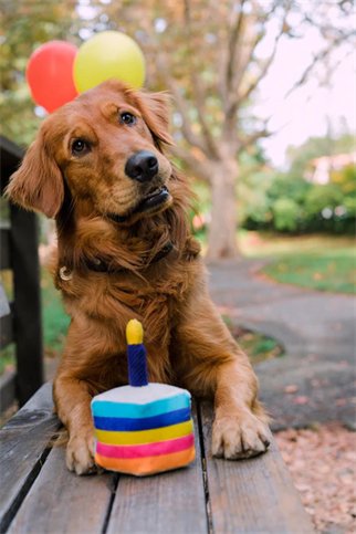 Play San Francisco Bone-appetit Cake Köpek Oyuncağı