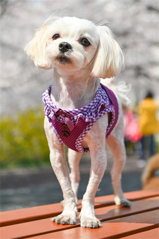 Vivien Harness B Köpek Göğüs Tasması Mor