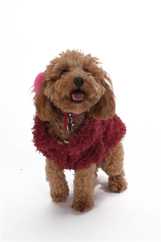 Doredog Kıvırcık Peluş Bordo Mont